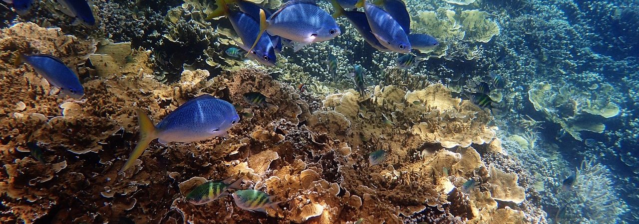 O kataklizmach Wielkiej Rafy Koralowej